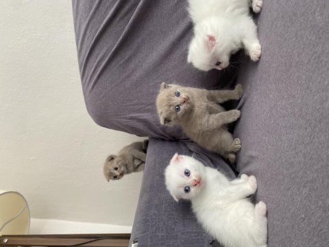 2 karamel 2 beyaz yavrum scottish fold