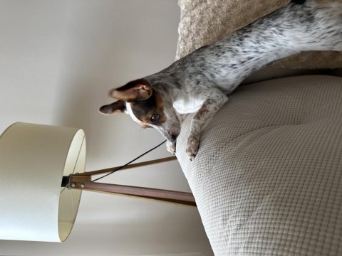 Beyaz pinscher