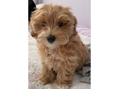 Güzel yavrumuz yeni yuvasını arıyor maltipoo