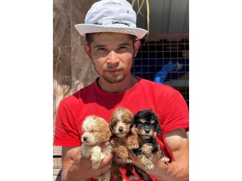 Bıgpo efsane gözel yavrular baba poodle