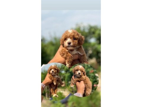 Micro teacup boy korea orjinal poodle bebeklerimiz