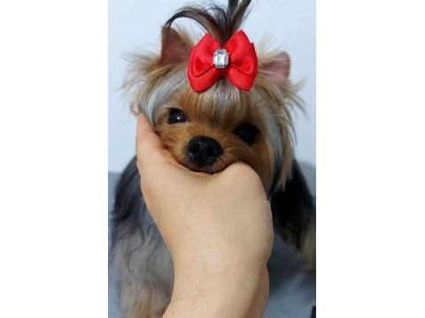 Şecereli yorkshire terrier bebekler
