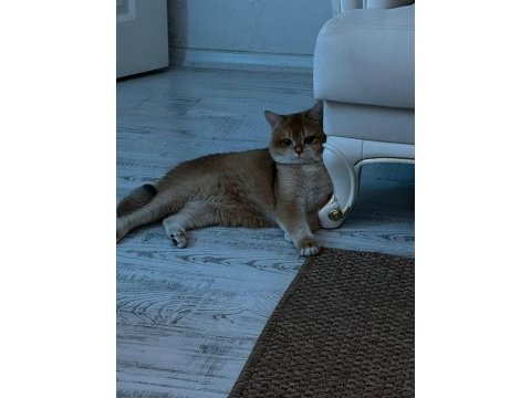 British shorthair ve bluepoint yavrularımız