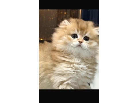 British longhair golden bebeklerim dişi erkek