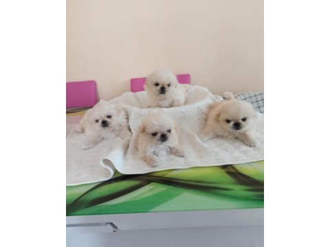 İmperial pekinez bebekler