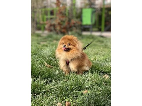 Gerçek ayı surat kaliteli dişi isteyenlere pomeranian