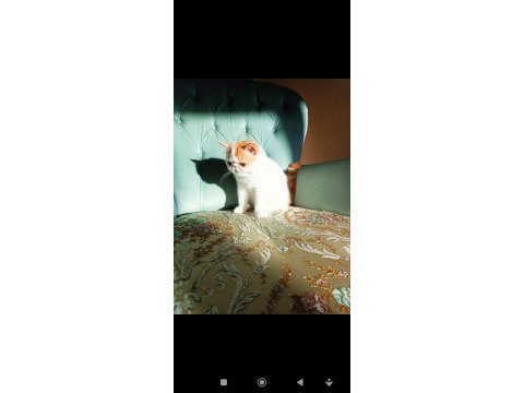 Türkiye'nin en iyilerinden exotic shorthair