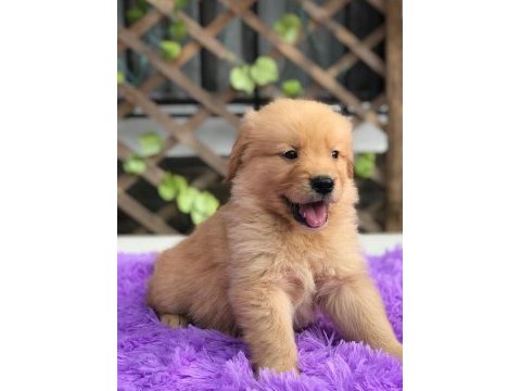 Golden retriever yavruları