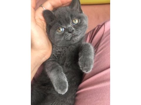 British shorthair prens yuvasını arıyor