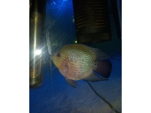 Flowerhorn