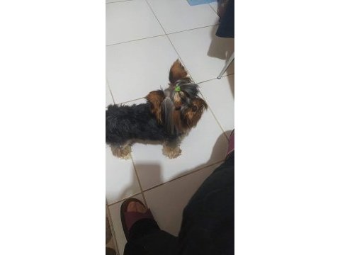 Dişi teacup yorkshire terrier
