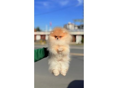Ayı surat pomerian booo