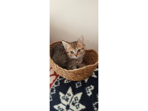 Safkan ırk garantili british shorthair yavrular