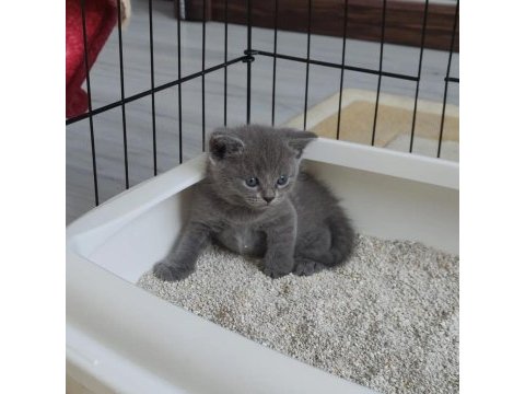 Cins kedi british shorthair