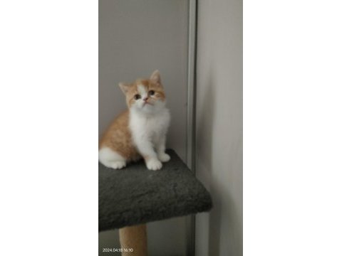Exotic shorthair dişi