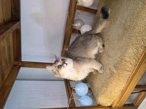 Güzel british shorthair kızım yeni ailesini arıyor