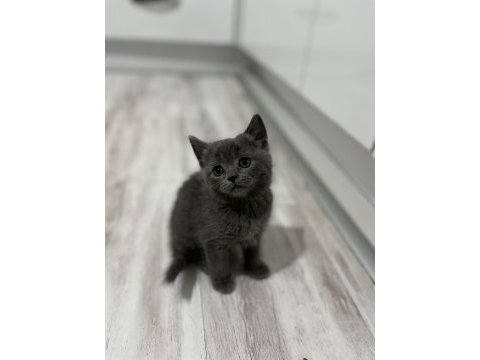 Minnoş kedilere yuva