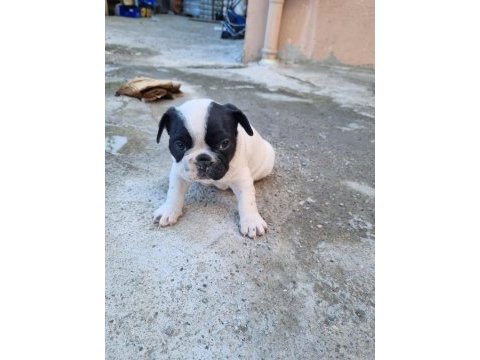 Üç adet standart french bulldog prensesler