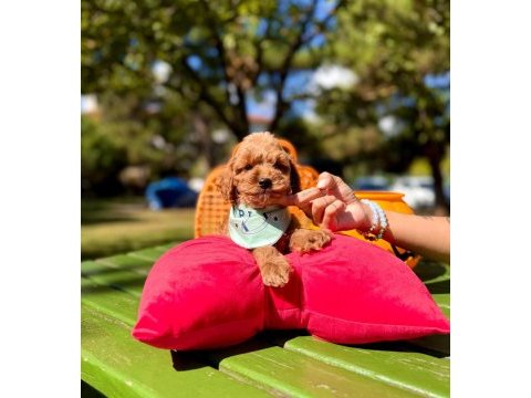 Mini maltipoo sevimli bebekler 