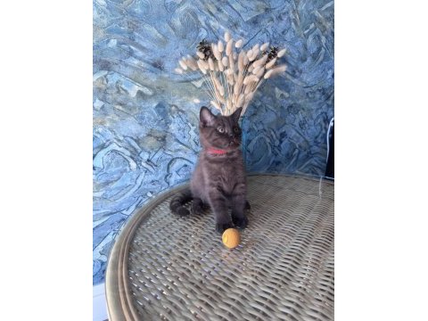 British shorthair nadir bulunan chocolate safkan erkek yavru
