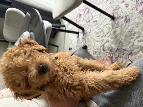 Bebek yüzlü sağlık garantili toy poodle