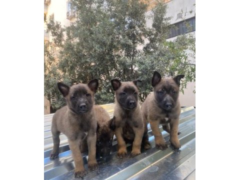 Belçika malinois kurdu yavrularımız