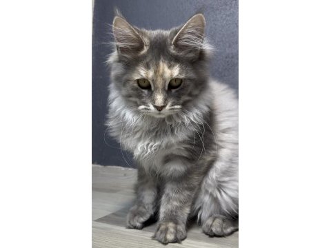Full şecereli yavru maine coon - dişi