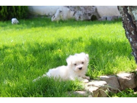 Maltese bebeklerimiz çiftlikten