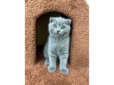 2 aylık scottish fold yavrular 1 dişi 1 erkek