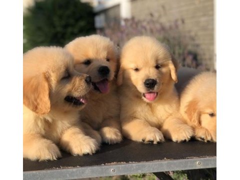 Golden retriever puppies