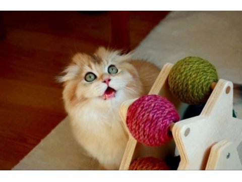 Scottish fold anne ve baba full şecereli elite pet