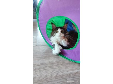 Dernek kayıtları yapılmış eksiksiz safkan şecereli mco