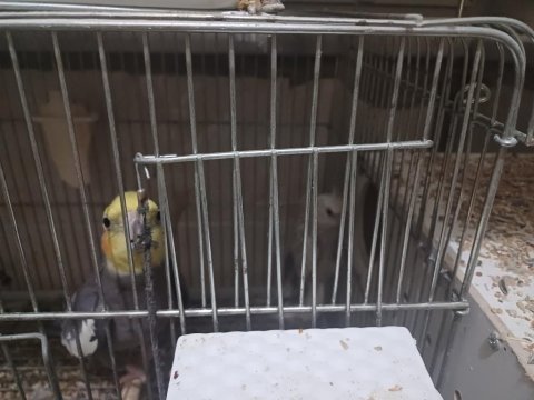 3 takım sultan papağanı