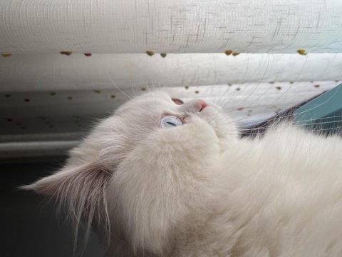 Chinchilla kedim için dişi prenses bulmak için