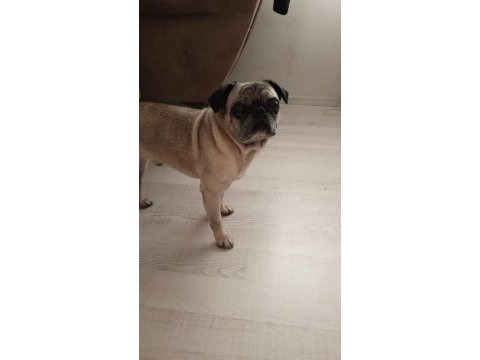 Acil safkan temiz pug