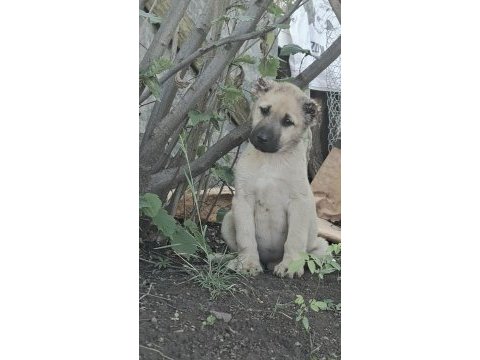 Dişi erkek 2 adet kangal köpeği