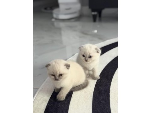 Minik scottish fold yavrulara yeni yuva