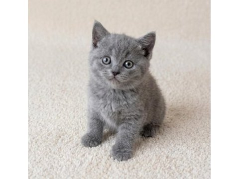 Muhteşem golden bicolor point british shorthair yavrular