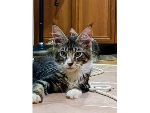 Xxl dev maine coon iri kan hattı