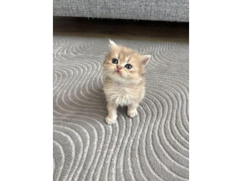 Golden british longhair