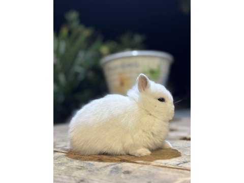 Safkan hollanda lop mini lop ve cüce tavşanlar