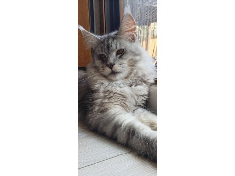 3xxxl 1 dişi ve 1 erkek eş takım maine coon
