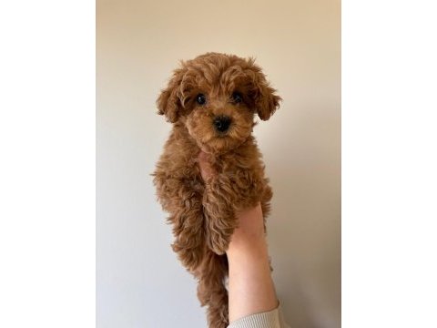 Red toy poodle yavrumuz