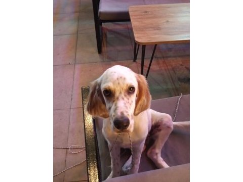Beyaz sarı benekli kuşcu av köpeği 4 aylık
