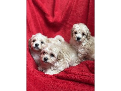 Maltipoo bebekler teslime hazır