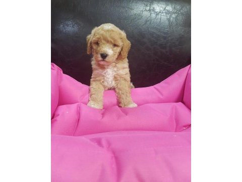 İnanılmaz güzellikte maltipoo yavrular