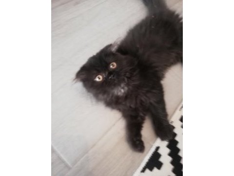Siyah british longhair