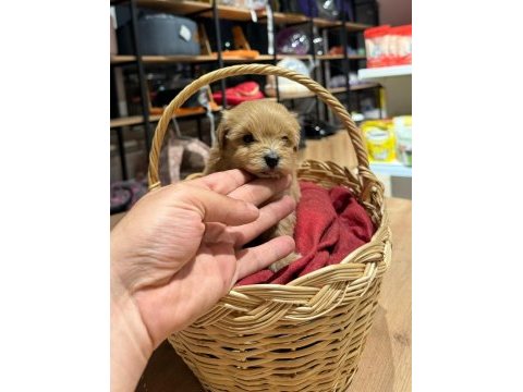 Muhteşem maltipoo bıcırıklar