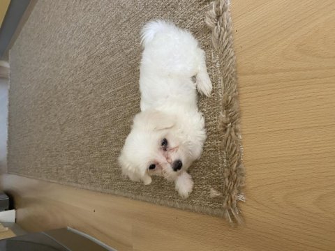0-2 aylık dişi maltese terrier