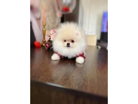 2 teacup pomeranian ayıcıklar